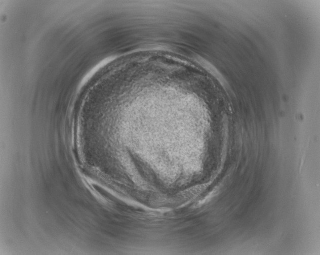 X0000081351127200701251917