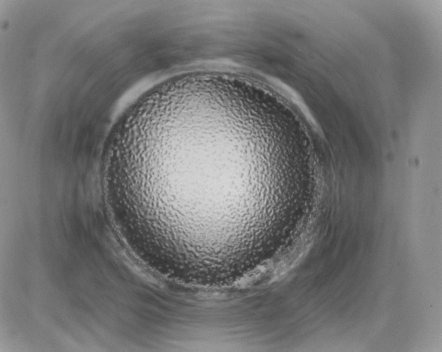 X0000081351176200701251916