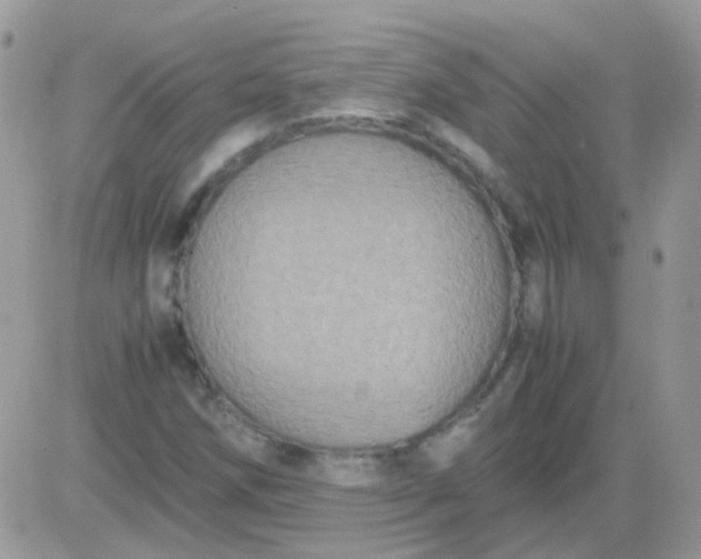X0000081351258200701251915