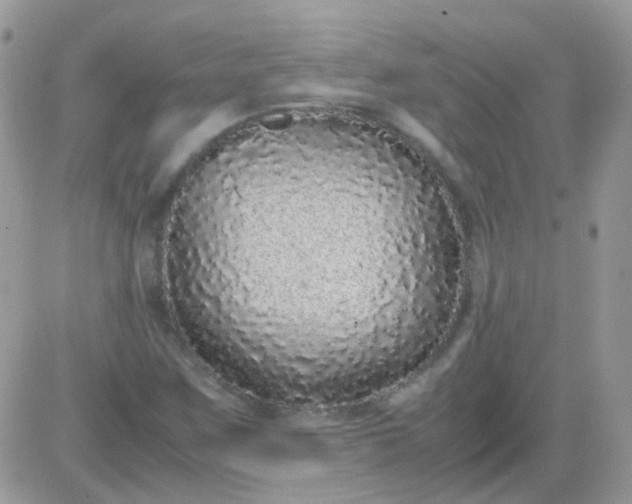 X0000081351259200701251915