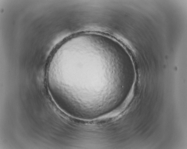 X0000081351264200701251915