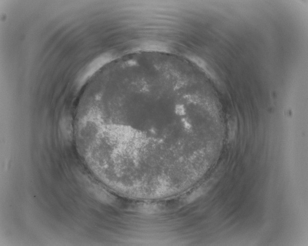 X0000081351266200701251915