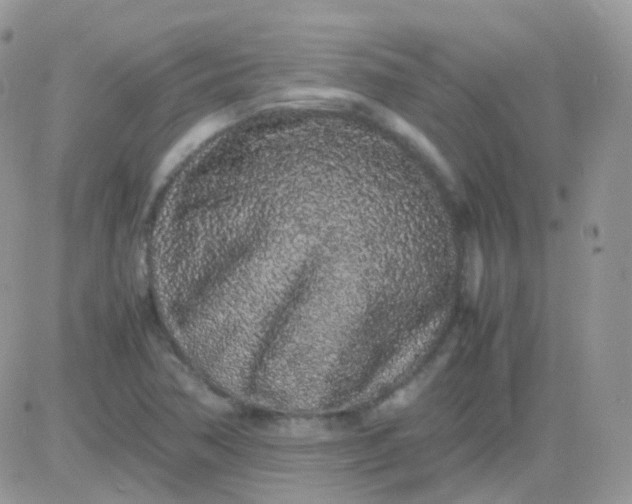 X0000081351362200701251913