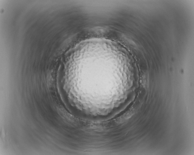 X0000081351395200701251912