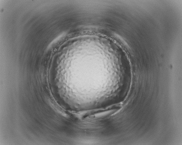 X0000081351403200701251912