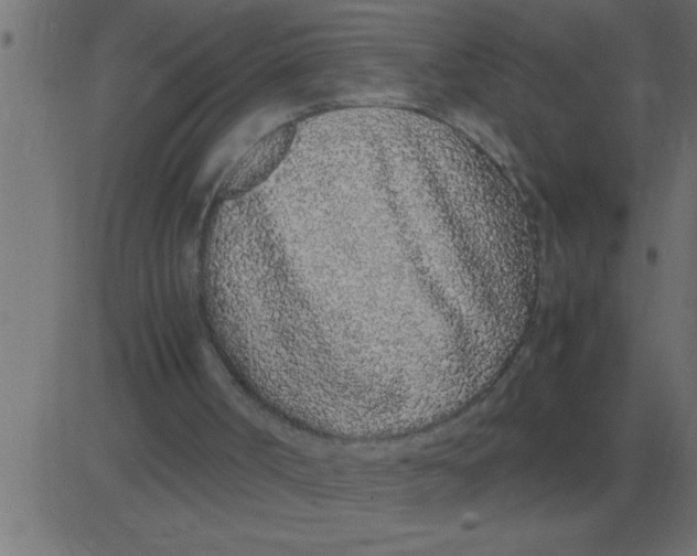 X0000081350002200702020126