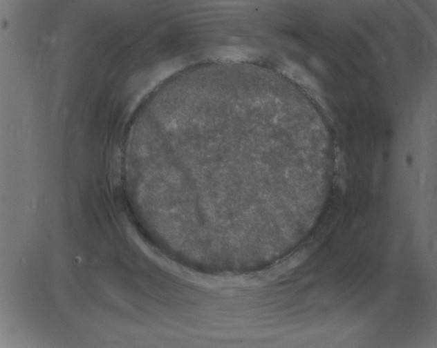 X0000081350012200702020126