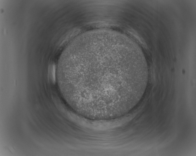 X0000081350022200702020126