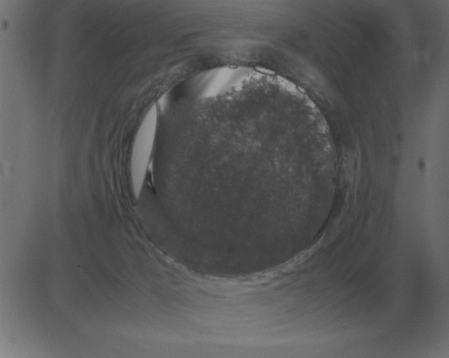 X0000081350029200702020126