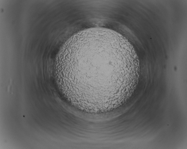 X0000081350030200702020126