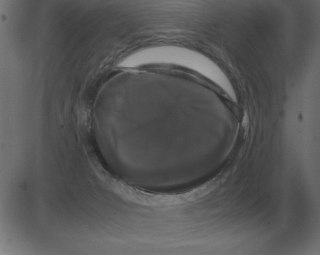 X0000081350031200702020126