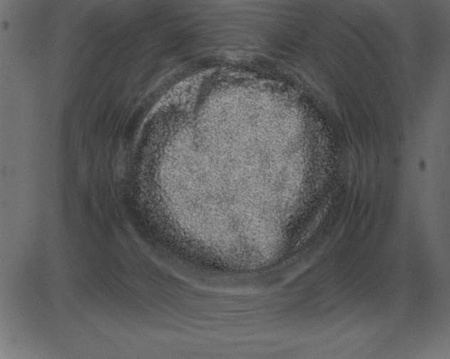 X0000081350032200702020125