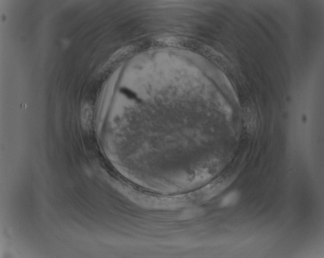 X0000081350036200702020125