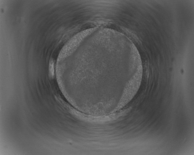 X0000081350042200702020125