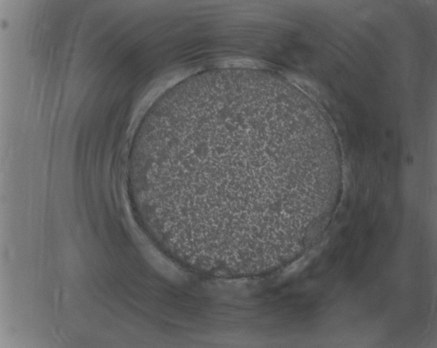 X0000081350049200702020124