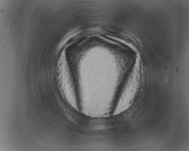 X0000081350051200702020124