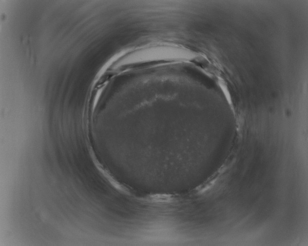 X0000081350052200702020124