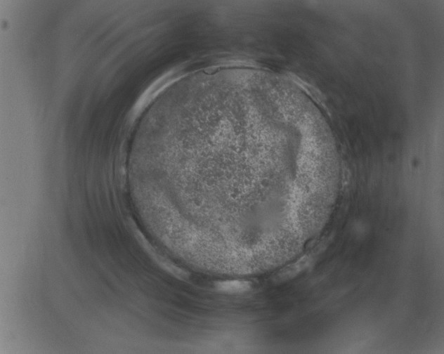 X0000081350053200702020125