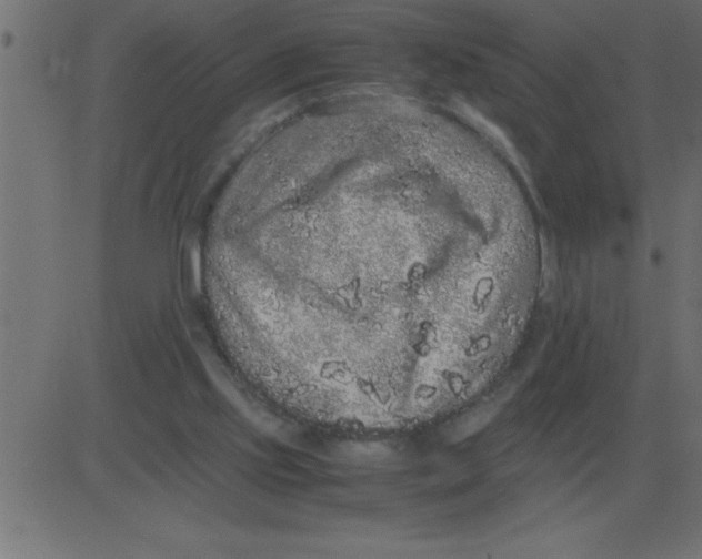 X0000081350061200702020125