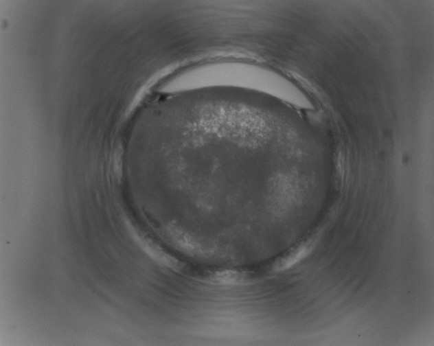 X0000081350064200702020125