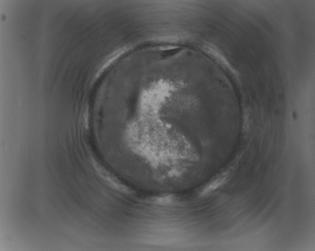 X0000081350068200702020125