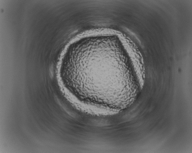 X0000081350069200702020125