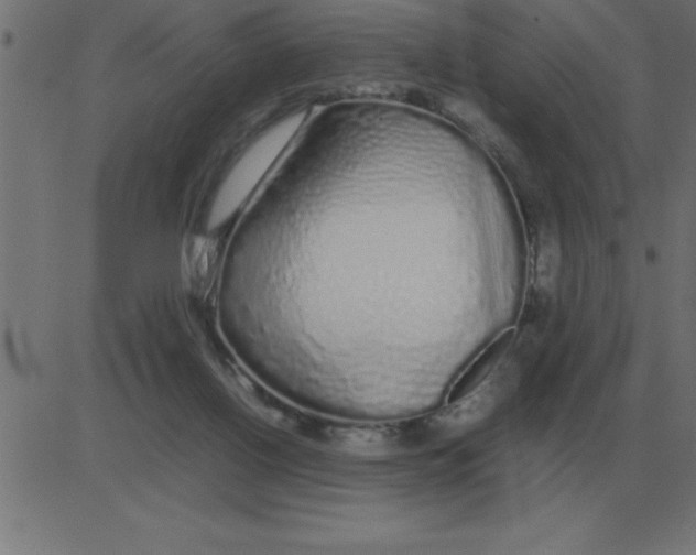 X0000081350070200702020125