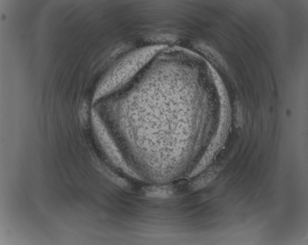 X0000081350077200702020125