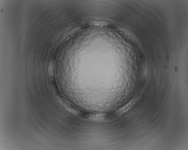 X0000081350078200702020125