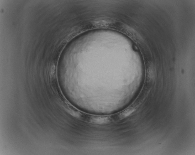 X0000081350081200702020125