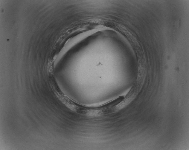 X0000081350096200702020125