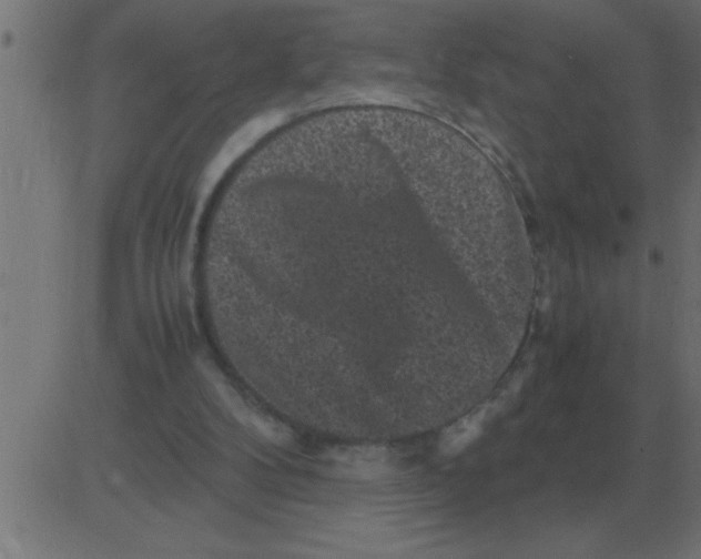 X0000081350104200702020124