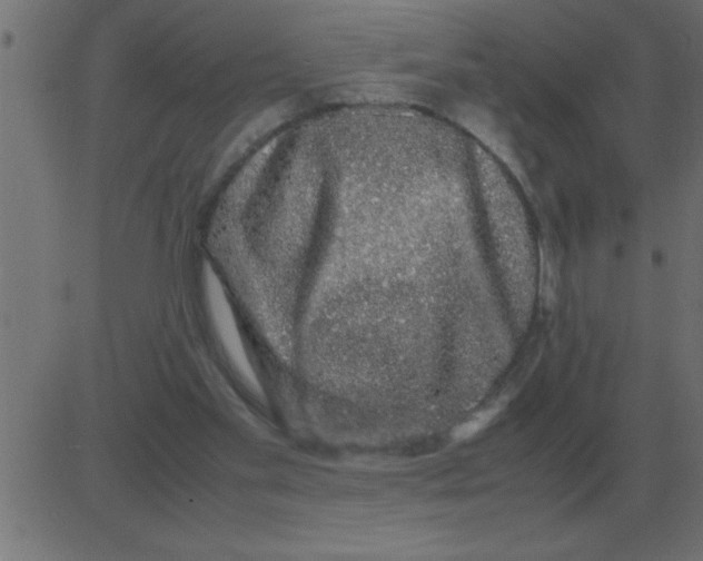 X0000081350109200702020124