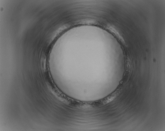 X0000081350110200702020124