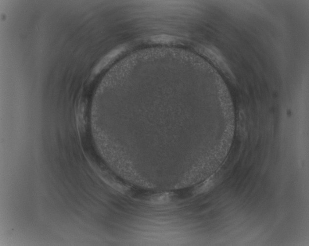 X0000081350116200702020124