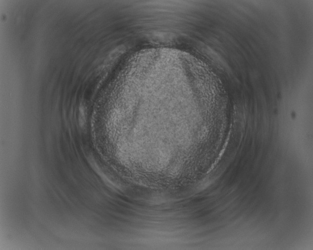 X0000081350130200702020124