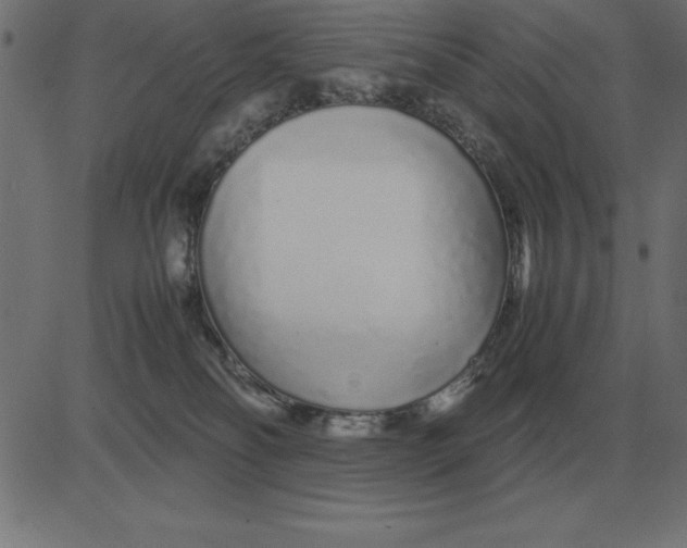 X0000081350134200702020124