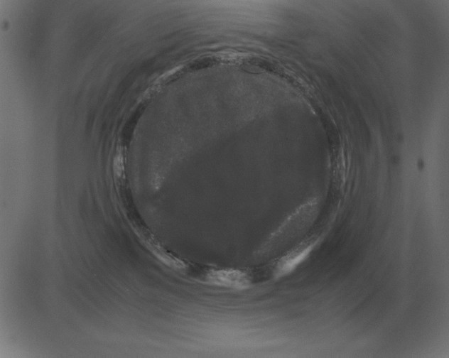 X0000081350137200702020124