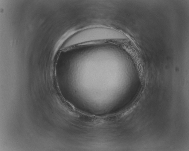 X0000081350152200702020123