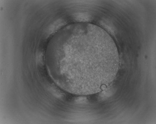 X0000081350162200702020123