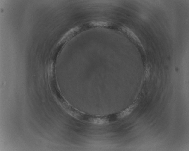 X0000081350163200702020123