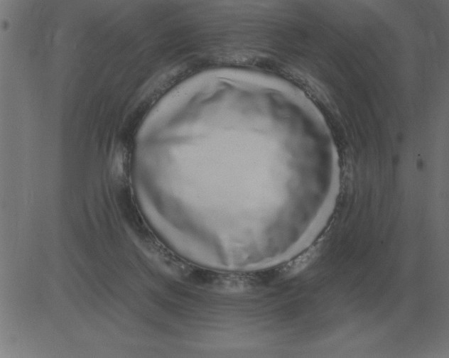 X0000081350166200702020123