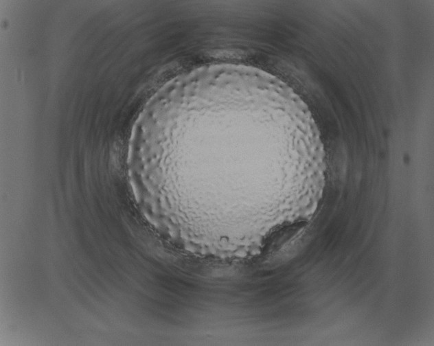 X0000081350175200702020123