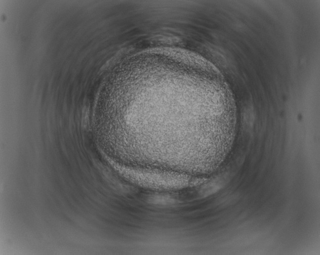 X0000081350177200702020123