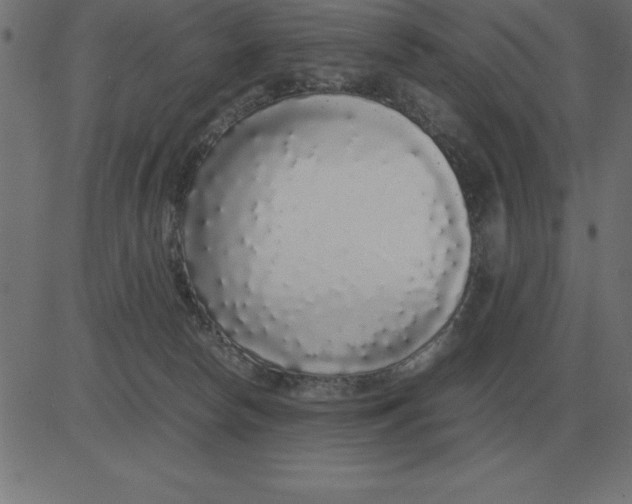 X0000081350178200702020123