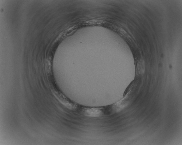 X0000081350183200702020124