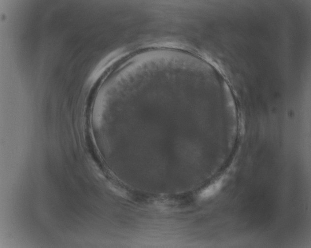 X0000081350199200702020123