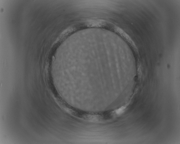 X0000081350209200702020123