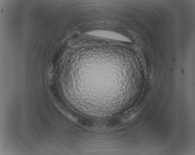 X0000081350215200702020123