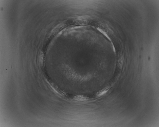 X0000081350231200702020122